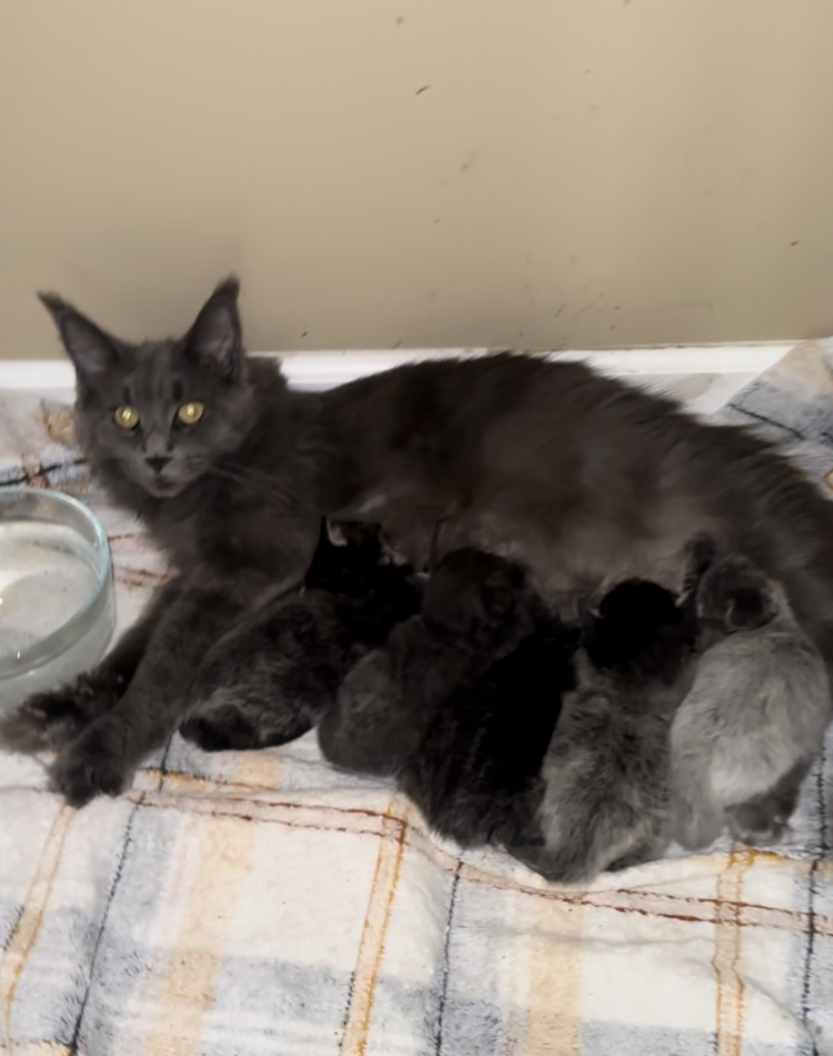 Casey'sCoons Maine Coon Kittens Litter F Rocky and Kira