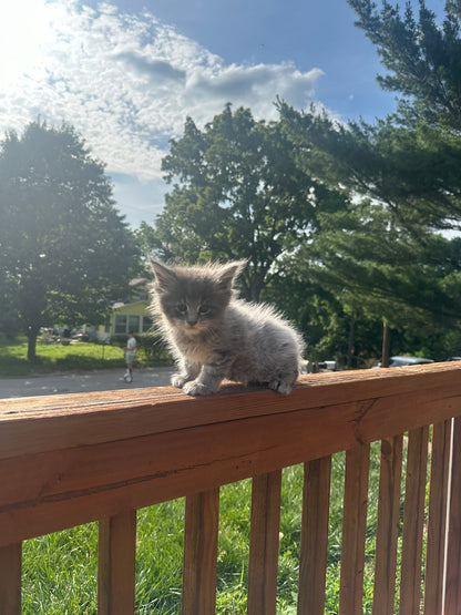 Mainecoon Kitten Deposit